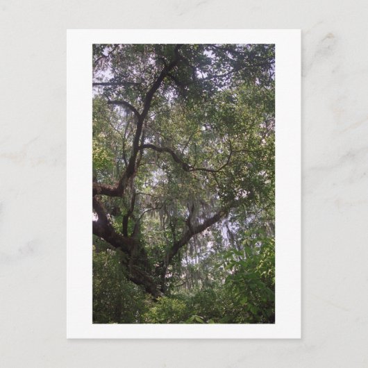 Moss Forest Canopy Custom Louisiana Kunst, Dichtun Postkarte (Vorderseite)