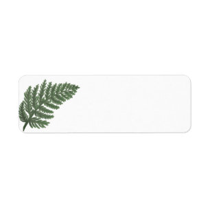 Moss Green Fern, waldflorale Fauna