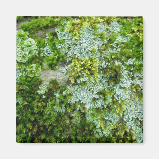 Moss & Lichen auf Rock Magnet (Vorne)