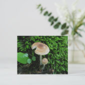 Moss Mshrooms Postkarte (Stehend Vorderseite)