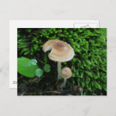 Moss Mshrooms Postkarte (Vorne/Hinten)