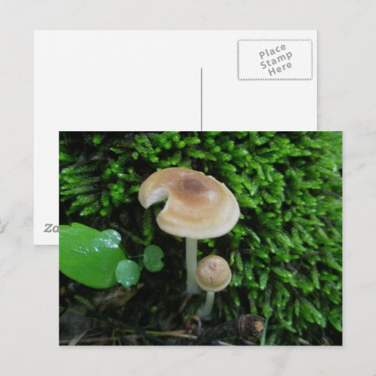 Moss Mshrooms Postkarte (Vorne/Hinten)