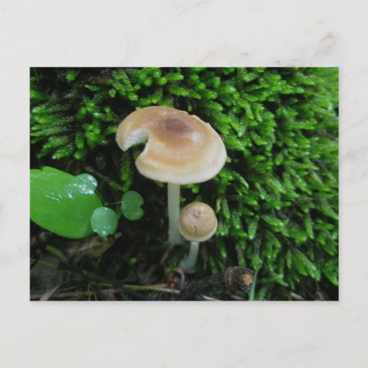 Moss Mshrooms Postkarte (Vorderseite)