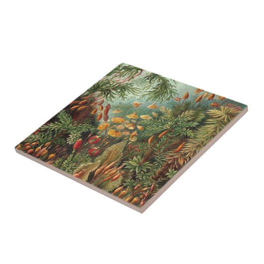 Moss (Muscinae) von Haeckel Fliese (Seite)