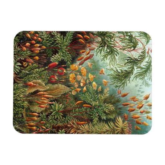 Moss (Muscinae) von Haeckel Magnet (Horizontal)
