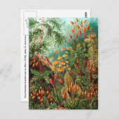 Moss (Muscinae) von Haeckel Postkarte (Vorne/Hinten)