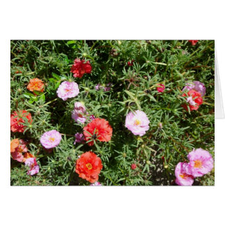 Moss-Rose