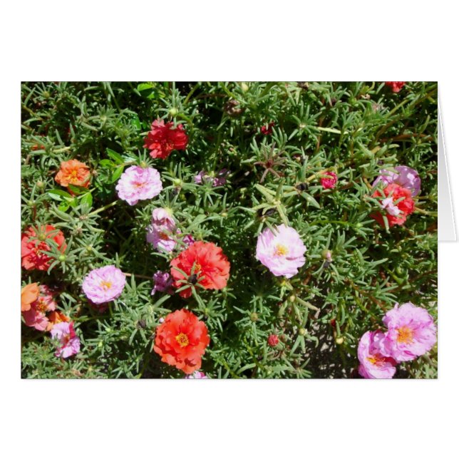 Moss-Rose (Vorderseite (Horizontal))