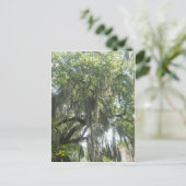 Moss Savannah Georgia Postkarte (Stehend Vorderseite)