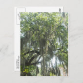 Moss Savannah Georgia Postkarte (Vorne/Hinten)