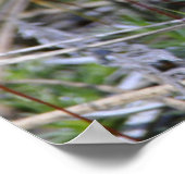 Moss Sporophyts Poster (Ecke)