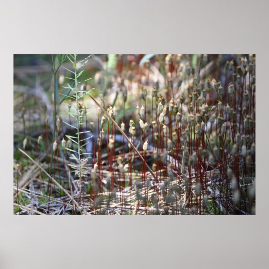 Moss Sporophyts Poster (Vorne)