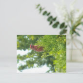 Moss to Crown Postcard - Red Finish Postkarte (Stehend Vorderseite)