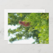 Moss to Crown Postcard - Red Finish Postkarte (Vorne/Hinten)