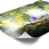Moss und Fern Sunflare Fotodruck (Ecke)