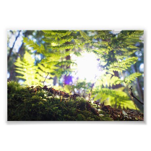 Moss und Fern Sunflare Fotodruck (Vorne)