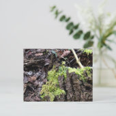 Mosses , Frühlingsaufwachen Postkarte (Stehend Vorderseite)