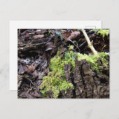 Mosses , Frühlingsaufwachen Postkarte (Vorne/Hinten)
