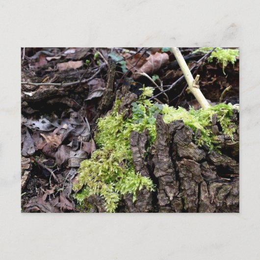 Mosses , Frühlingsaufwachen Postkarte (Vorderseite)