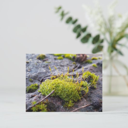 Mosses , Frühlingsaufwachen Postkarte (Stehend Vorderseite)