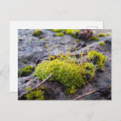 Mosses , Frühlingsaufwachen Postkarte (Vorne/Hinten)