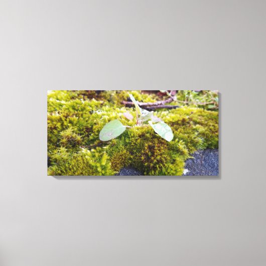 Mosses Leinwanddruck (Vorderseite)