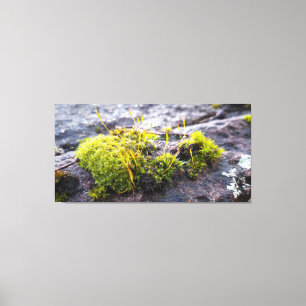 Mosses Leinwanddruck