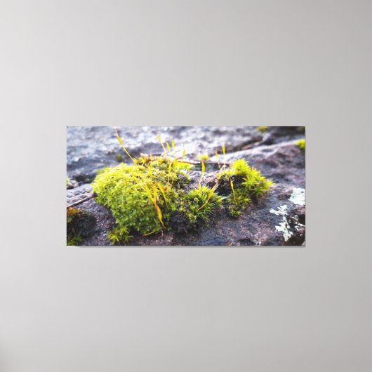 Mosses Leinwanddruck (Vorderseite)