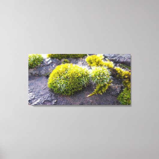 Mosses Leinwanddruck (Vorderseite)