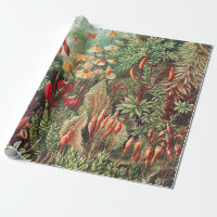 Mosses, Muscinae Laubmoose von Ernst Haeckel