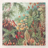 Mosses, Muscinae Laubmoose von Ernst Haeckel