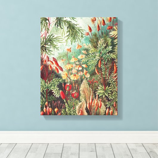 Mosses, Muscinae Laubmoose von Ernst Haeckel Leinwanddruck (Insitu (Holzboden))