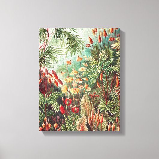 Mosses, Muscinae Laubmoose von Ernst Haeckel Leinwanddruck (Vorderseite)