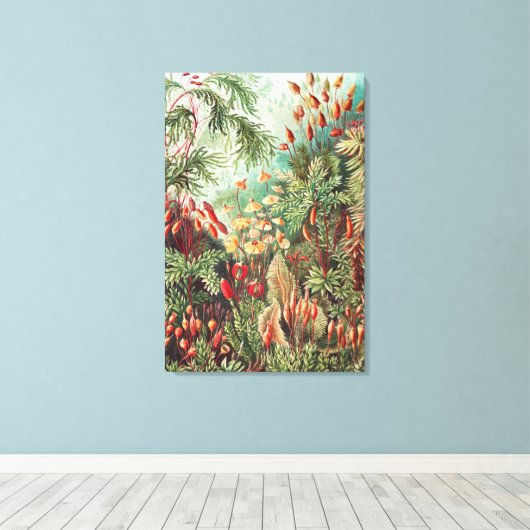 Mosses, Muscinae Laubmoose von Ernst Haeckel Leinwanddruck (Insitu (Holzboden))