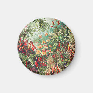 Mosses, Muscinae Laubmoose von Ernst Haeckel Magnet