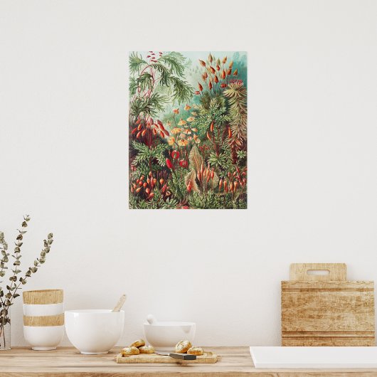 Mosses, Muscinae Laubmoose von Ernst Haeckel Poster (Küche)