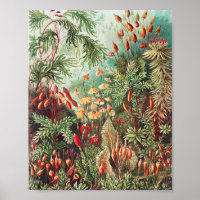 Mosses, Muscinae Laubmoose von Ernst Haeckel