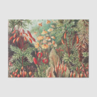 Mosses, Muscinae Laubmoose von Ernst Haeckel