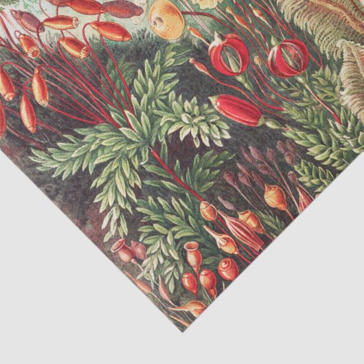 Mosses, Muscinae Laubmoose von Ernst Haeckel Seidenpapier (Ausschnitt)