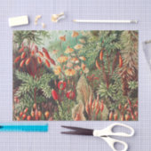 Mosses, Muscinae Laubmoose von Ernst Haeckel Seidenpapier (Handwerk)