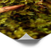Mosses Poster (Ecke)