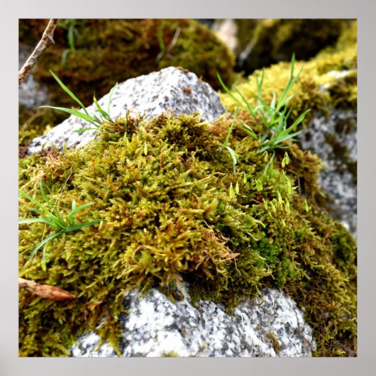 Mosses Poster (Vorne)
