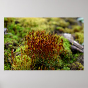 Mosses Poster
