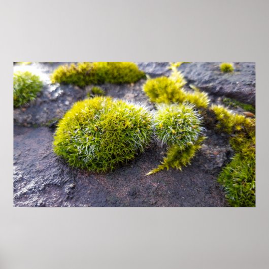 Mosses Poster (Vorne)
