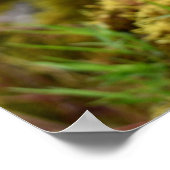 Mosses Poster (Ecke)