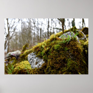 Mosses Poster