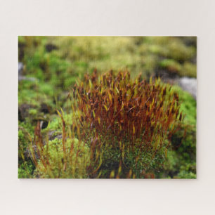 Mosses Puzzle