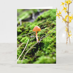 Mosses und Lichens mit winzigen Mushroom Karte