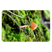 Mosses und Lichens mit winzigen Mushroom Magnet (Horizontal)