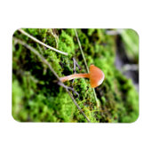 Mosses und Lichens mit winzigen Mushroom Magnet (Horizontal)